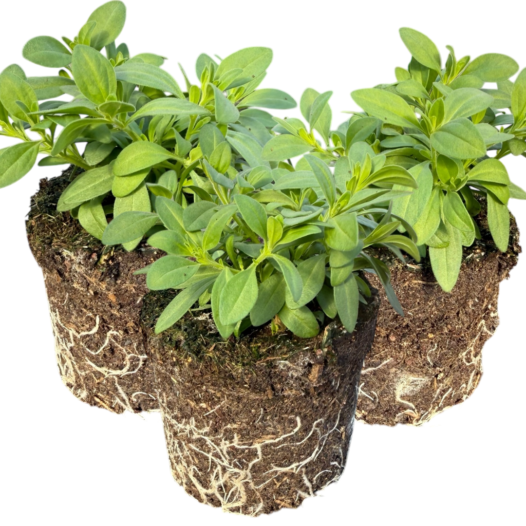 Calibrachoa Cabaret Pure Yellow | 3 or 6 1L Pots