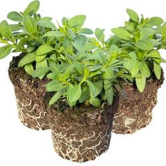 Calibrachoa Cabaret Pure Yellow | 3 or 6 1L Pots