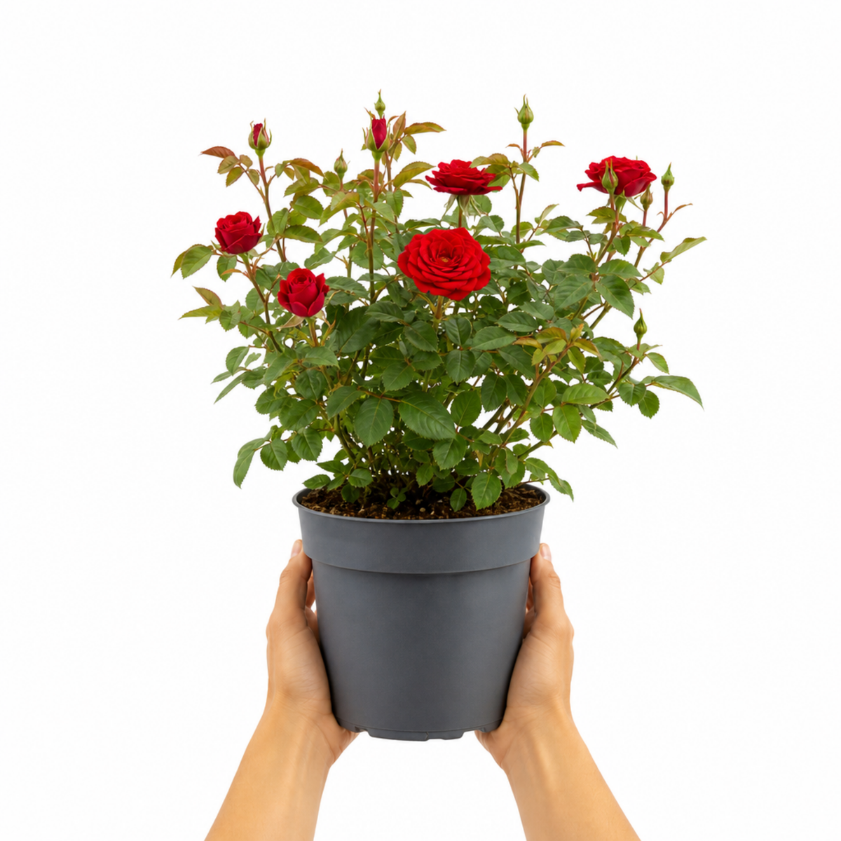 3Ltr Red Patio Rose Plant in Nursery Pot, Outdoor Pots