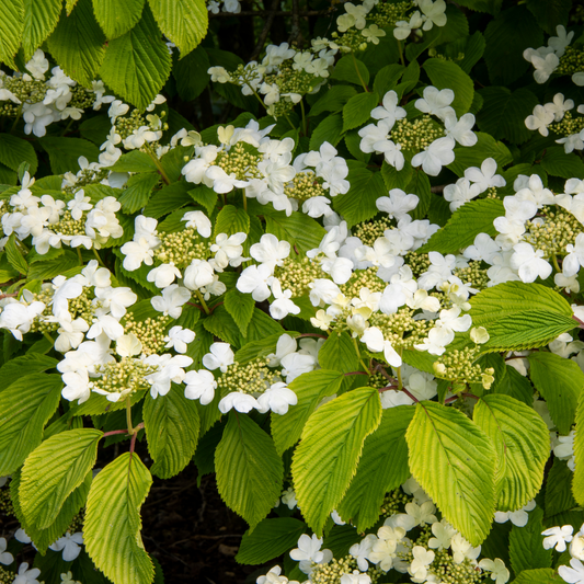 Viburnum Mariesii | 3L Pot