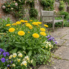 Calendula ‘Fiesta Yellow’, Ready to Plant