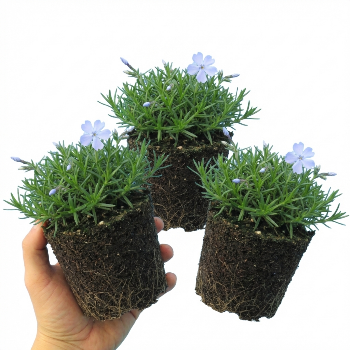 Set of 3 or 6 Phlox Emerald Cushion Blue Alpine Plants, Hardy Perennial Creeping Ground Cover, Flowering Garden Plants, 1 Litre Root-Ball