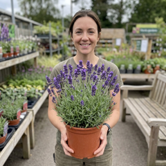 1 Lavender Hidcote Blue Plant, Fragrant Hardy Perennial Lavender Bush, Garden Ready, 5 Litre Root Ball