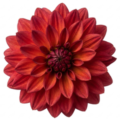 1 Large Plant - Dahlia Maggiore Fun Pomegranate, Ready to Plant in Your Garden