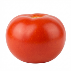 Set of 3 or 6 Large Plants - Tomato Alicante Variety, Ready to Plant in Your Garden