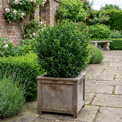 Euonymus Microphyllus Evergreen Hedge Plant, Hardy Low Maintenance Garden Shrub, 17cm Root-Ball
