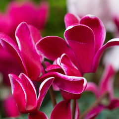 Large Cyclamen Bicolour Growers Selection | 3 or 6 1L Pots