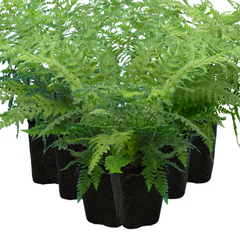 Shield Fern | 3 or 6 1L Pots