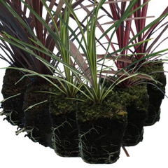 Cordyline Collection  | 3 or 6 1L Pots