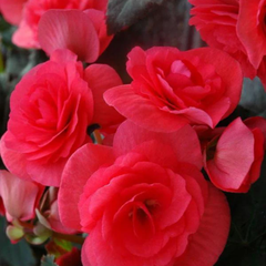 1 Begonia Solenia Dark Pink Flowering Plant, Summer Garden Ready, 17cm Root Ball