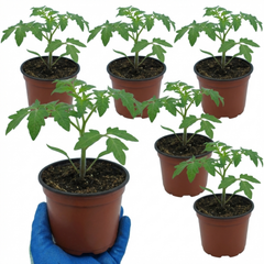 Tomato Sweet Million Variety, Ready to Plant in Your Garden