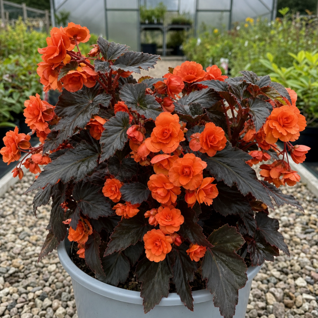 1 Large Plant - Begonia Non Stop Mocca Deep Orange, Outdoor Garden Ready, 5L Pot