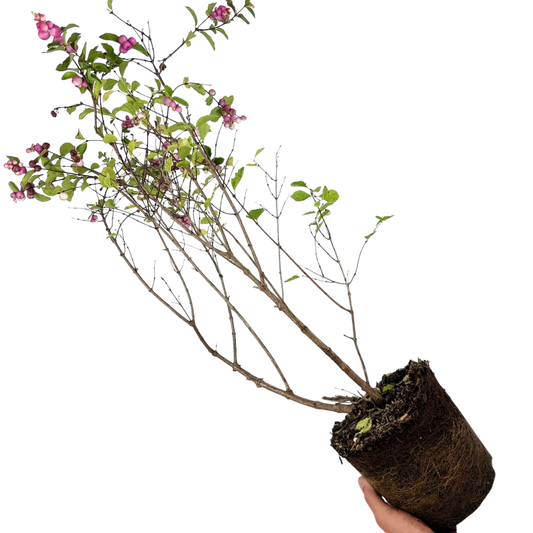 Symphoricarpos Magical Sweet | 3L Pot