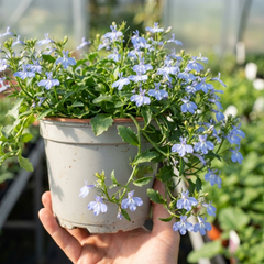 Set of 3 or 6 Large Lobelia Plants - Hot WaterBlue Improved, Ready to Plant in Your Garden