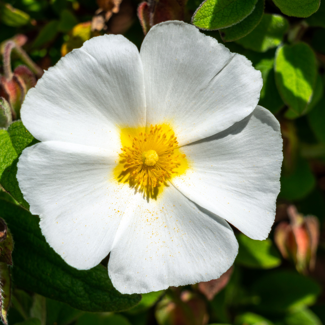 Cistus Corbariensis | 2L Pot