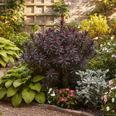 Euphorbia Miners Merlot | 3L Pots