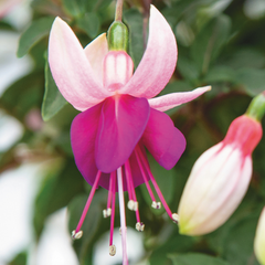 Fuchsia Bella Olivia | 3 or 6 1L Pots