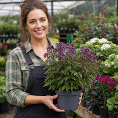 1 Large Plant - Polemonium Bressingham Purple, Ready to Plant in Your Garden, 3L