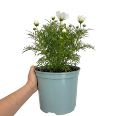 1 Large Plant - Cosmos Apollo White, Ready to Plant in Your Garden, 5L Pot
