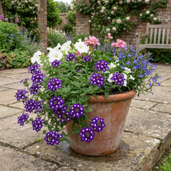 Trailing Verbena Blue Eye Plants, Summer Flowering Hanging Basket Ready, Outdoor Garden Ready, 10.5cm Root-Ball