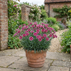 1 Cottage Pink Dianthus Sugar Plum Plant, Fragrant Hardy Perennial, Summer Flowering, 5L Root Ball