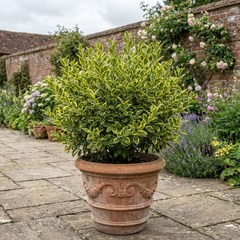 Ligustrum Muster Privet Hedging Plant, Fast Growing Evergreen Privacy Hedge, 19cm/3L Root Ball