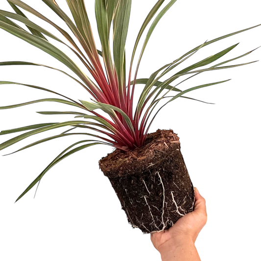 Cordyline Magic Star | 3L Pot
