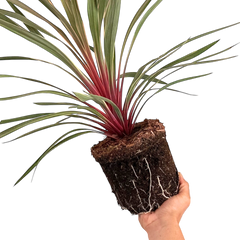 Cordyline Magic Star | 3L Pot