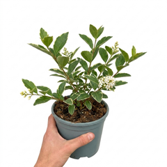 1 Large Hedge Plant - Ligustrum Argenteum, Outdoor Garden Ready, 2L Pot