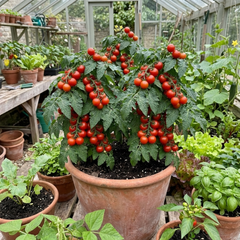 Set of 3 or 6 Tomato Totem Plants, Compact Dwarf Patio Bush Variety, Grow Your Own, Outdoor Garden Ready, 1L Root Ball