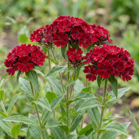 Set of 3 or 6 Lychnis Atrosanguinea ‘Rose Campion’ Hardy Cottage Garden Perennial Plants, Summer Flowering, Outdoor Garden Ready, 1 Litre Root-Ball