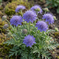 Scabious Blue Note Hardy Perennial Plants, Bee Friendly Pincushion Flower, Litre Root Ball