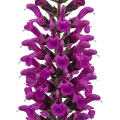 1 Large Plant - Salvia Sangoons Plum Crazy, Ready to Plant in Your Garden, 5L