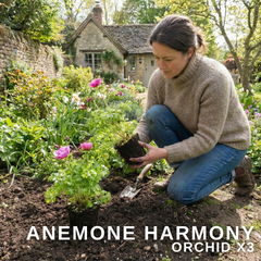 Anemone ‘Harmony Orchid’, Ready to Plant in Your Garden