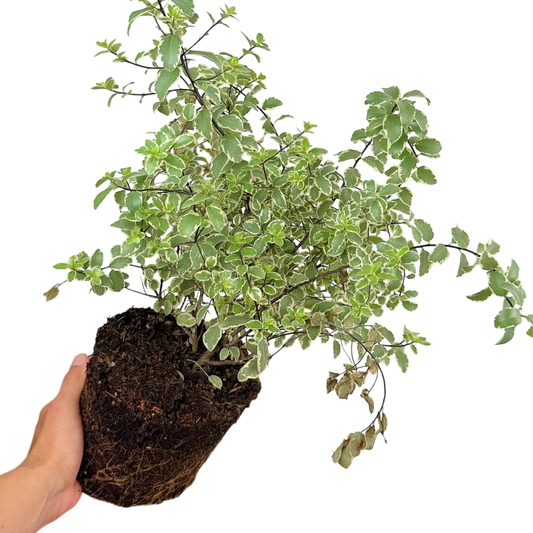 Pittosporum Variegatum | 3L Pot