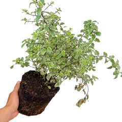 Pittosporum Variegatum | 3L Pot