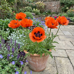 Papaver Orientale Brilliant Red Poppy Plants, Hardy Perennial, Outdoor Garden Ready, 1 Litre Root-Ball