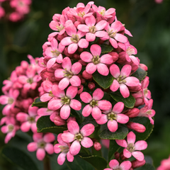 Escallonia Pink Elle | 3L Pot