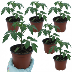 Set of 3 or 6 Large Plants - Tomato Premio Variety, Ready to Plant in Your Garden
