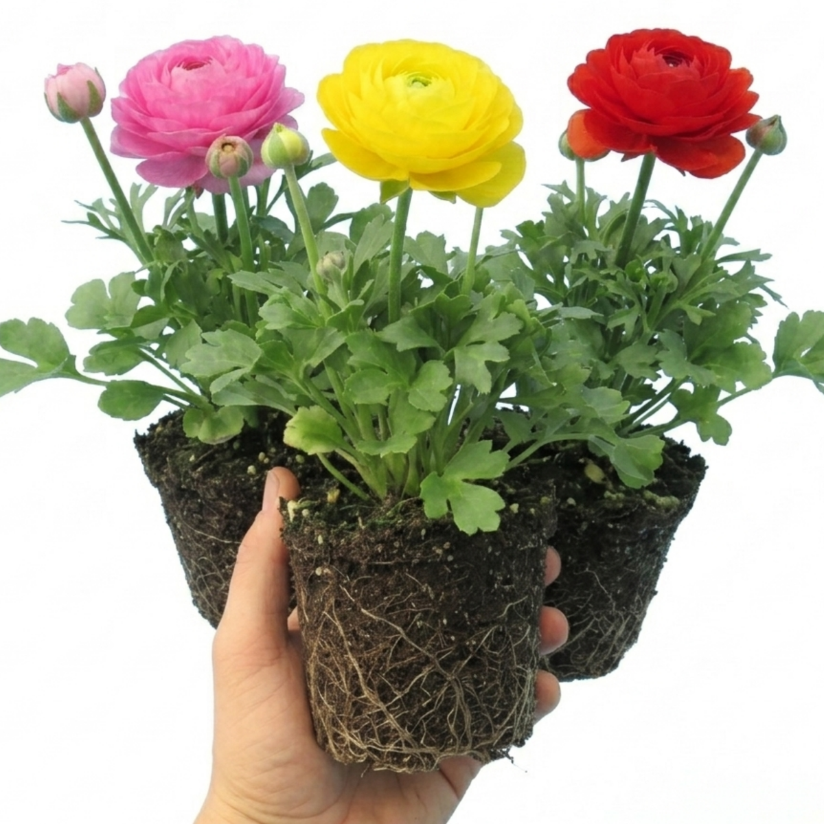 Ranunculus Growers Colour Mix Plants, Persian Buttercup, Spring Flowering, Outdoor Garden Ready, 1 Litre Root-Ball