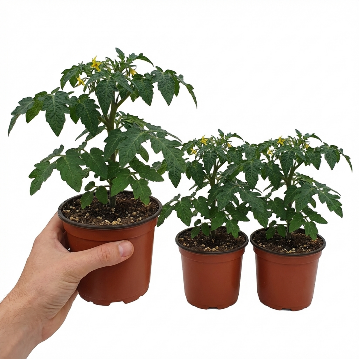 Set of 3 or 6 Premium Grafted Trilly Tomato Plants, High Yield Vegetable Plants, Ready to Plant, Outdoor Garden Ready, 1L Root Ball