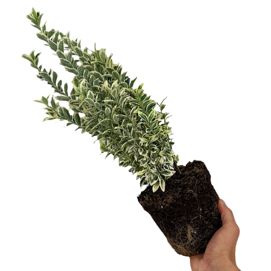 Euonymus White Spire