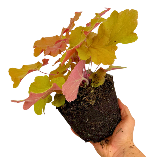 Heuchera Marmalade