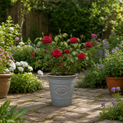 3Ltr Red Patio Rose Plant in Nursery Pot, Outdoor Pots