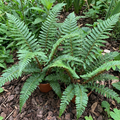 3 Large Plants - Braun's Holly Fern Polystichum Braunii, Outdoor Garden Ready