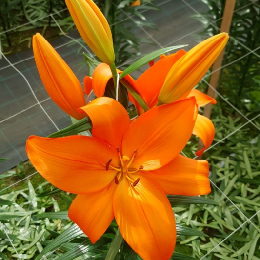 Asiatic Lily Orange | 3 or 6 1L Pots