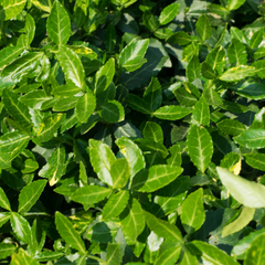 Euonymus Green Spire | 2L Pot