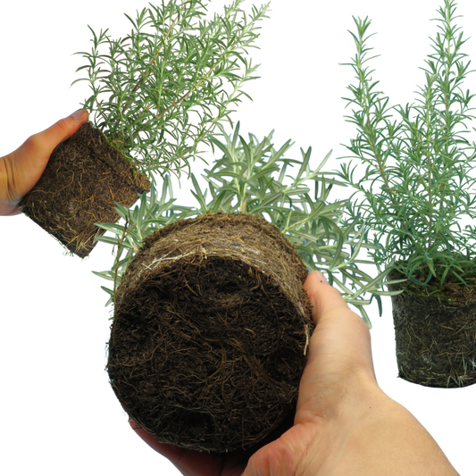 Rosemary Mix | 3 or 6 1L Pots