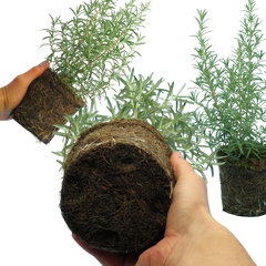 Rosemary Mix | 3 or 6 1L Pots