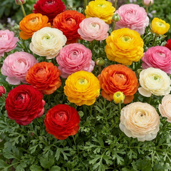 Ranunculus Growers Colour Mix Plants, Persian Buttercup, Spring Flowering, Outdoor Garden Ready, 1 Litre Root-Ball